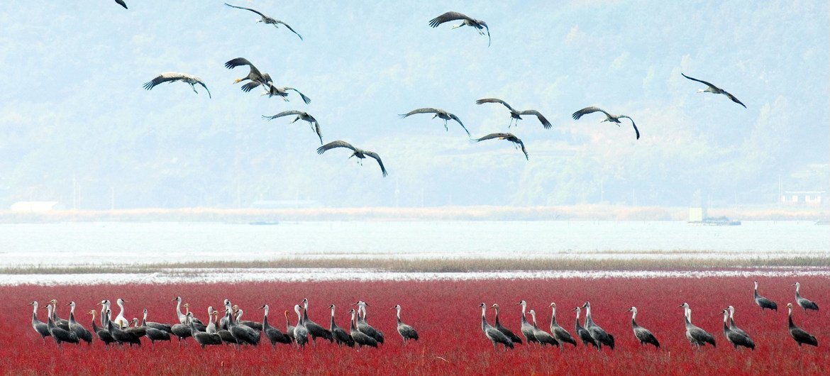 Community of East Asian seepweed and Hooded cranes successful  the Korean Tidal Flat.