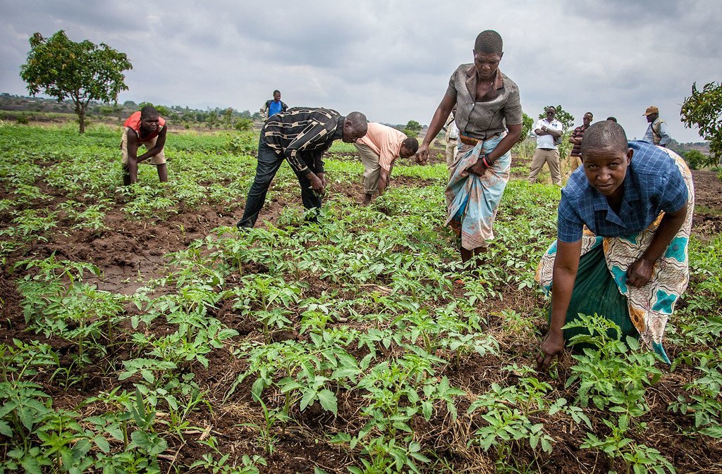 Des agriculteurs du Malawi ont commencé à cultiver des tomates pour tenter de s'adapter au changement climatique.