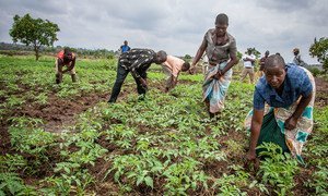 Some farmers in Malawi have started growing tomatoes as they try to adapt to a change in the climate.
