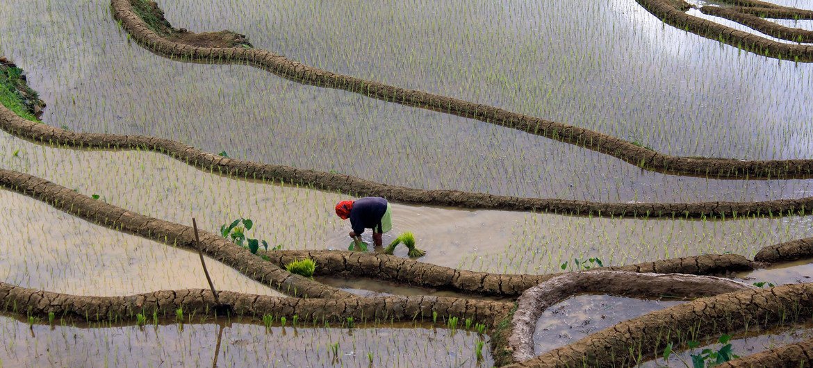 El cultivo de productos como el arroz, como se ve en la foto tomada en Filipinas, requiere una gran cantidad de agua dulce.