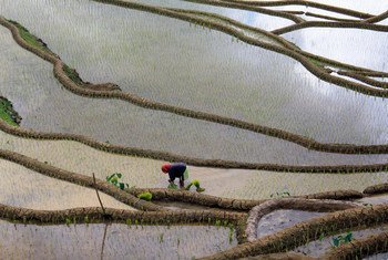Rizière aux Philippines. Cultiver du riz nécessite beaucoup d'eau, ce qui a un impact environnemental.