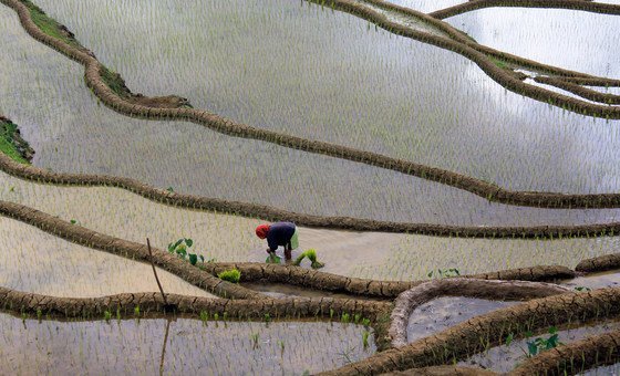 Cultiver des cultures comme le riz, comme illustré ici aux Philippines, nécessite une grande quantité d'eau douce et a un impact environnemental