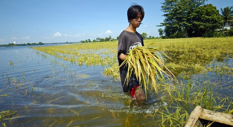 Un agricultor en Filipinas revisa sus cultivos después de una inundación. El cambio climático traerá más fenómenos como este.