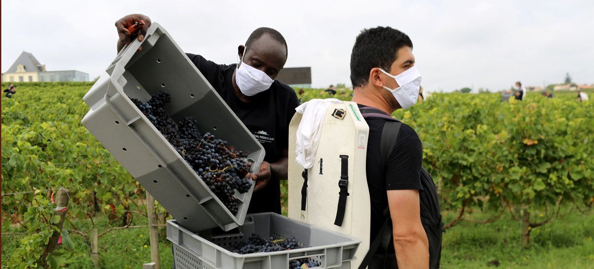 Zakaria, du Soudan, et Edward, de Russie, font partie d'une équipe de réfugiés travaillant dans les vignobles du Château de Pedesclaux, dans la région de Pauillac, à Bordeaux, en France