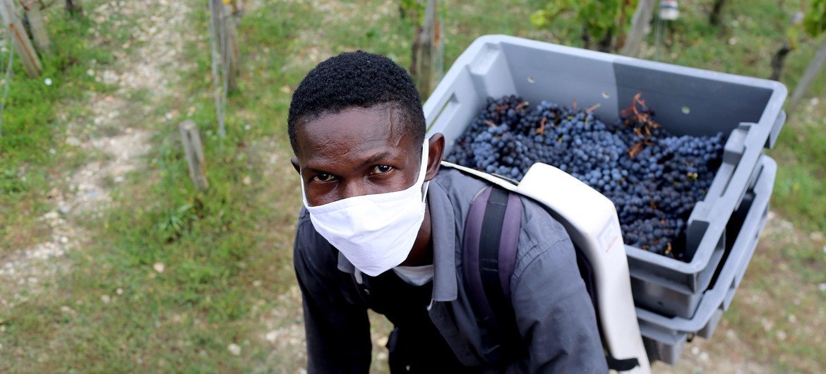 Hamed, originaire du Soudan, fait partie d'une équipe de réfugiés travaillant dans les vignobles du Château de Pedesclaux, dans la région de Pauillac, à Bordeaux, en France.