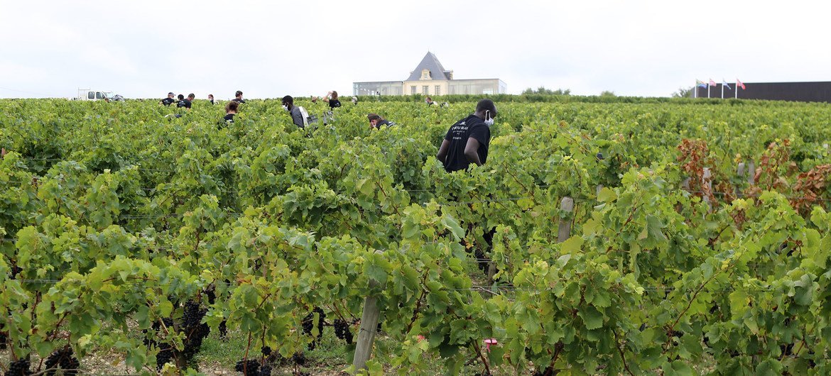 Dozens of refugees have been filling a labour gap during the grape harvest season. 