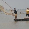  कम्बोडिया में मछली पालन आजाविका का एक प्रमुख स्रोत रहा है. 
