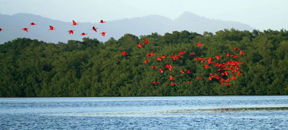 Des ibis à Trinité-et-Tobago.