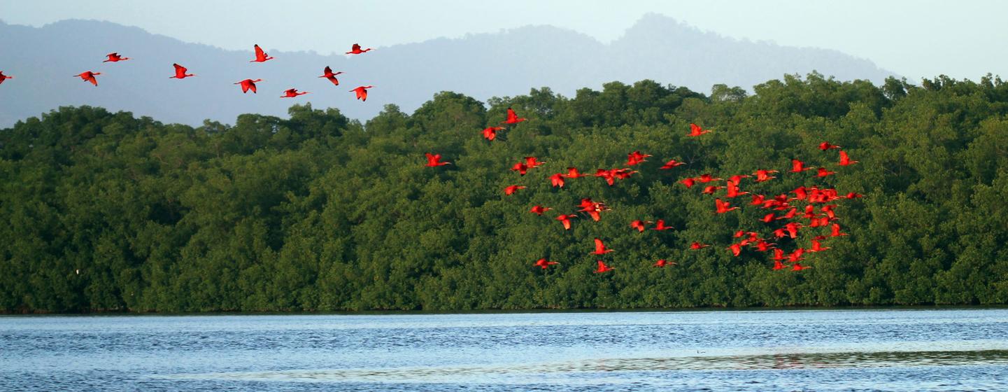 Scarlett ibis at Caroni Swamp, Trinidad.