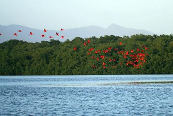Ibis escarlata en el pantano de Caroni, en Trinidad.