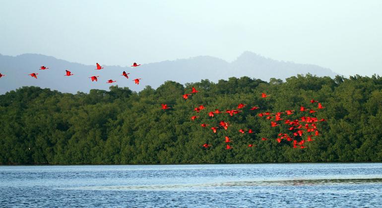 Scarlett ibis at Caroni Swamp, Trinidad and Tobago.