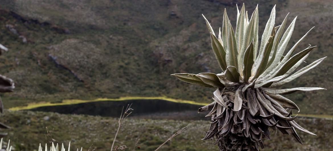 Páramo is a type of alpine moorland-cold, wet and windy-concentrated in the northern Andes above the treeline from Venezuela through Northern Peru.