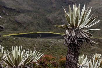 Páramo is a type of alpine moorland—cold, wet and windy—concentrated in the northern Andes above the treeline from Venezuela through Northern Peru.