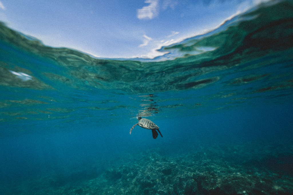 Tortuga marina nadando plácidamente en azules aguas. 