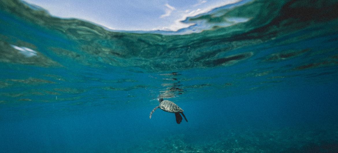 Des tortues marines nagent dans la mer.