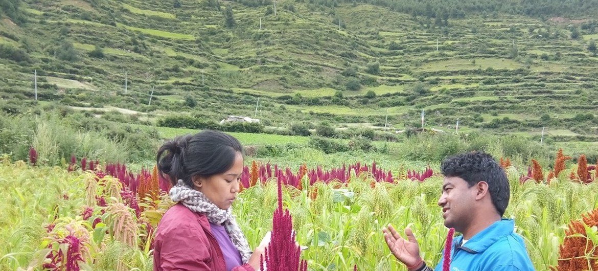 नेपाल के हुमला गाँव में बीज उत्पादन भूखण्ड.