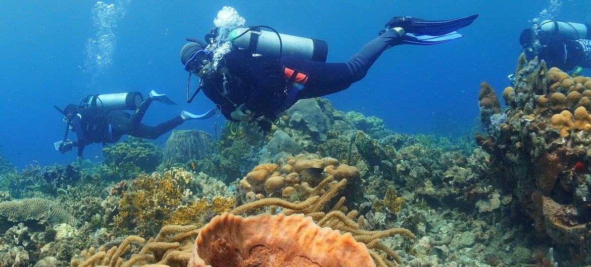 Elvira Alvarado dives along her peers in Colombia.