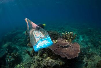 Detritos plásticos marinhos impactaram mais de 600 espécies marinhas