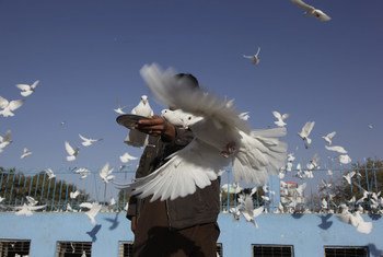 阿富汗巴尔赫省马扎里沙里夫市的广场，一名男子正在喂鸽。