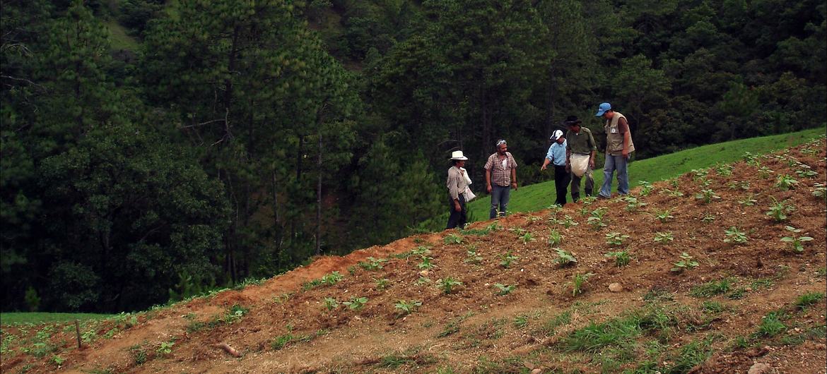 Farmers at work in Guatemala.
