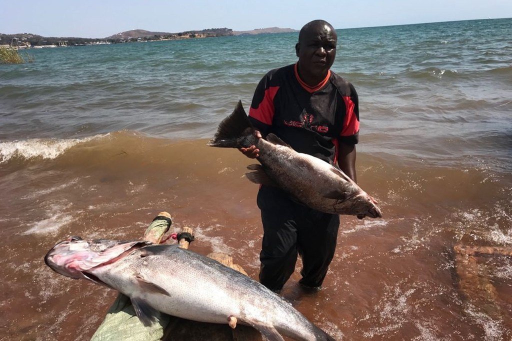 Mvuvi amesimama katika maji ya kina kifupi ya Ziwa Tanganyika nchini Tanzania, akiwa ameshika samaki mkubwa ambaye amemkamata.