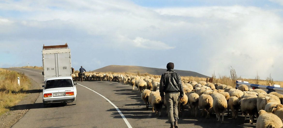 Des bergers conduisent des troupeaux de moutons sur le bord d'une route dans le Haut-Karabakh.