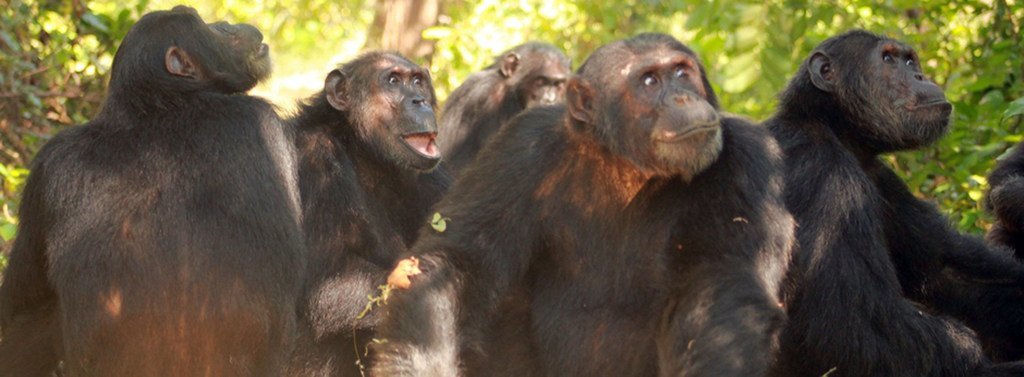 坦桑尼亚的贡贝-马西托-乌加拉物圈保护区是黑猩猩研究的主要场所。