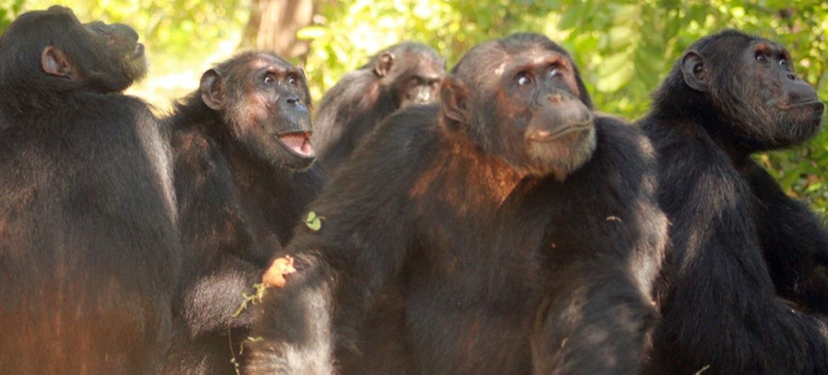 The halfway   country  of the Gombe Masito Ugalla Biosphere Reserve successful  Tanzania is endowed with natural, scenic, taste  and societal  attributes, including the largest chimpanzee assemblage  successful  the country.