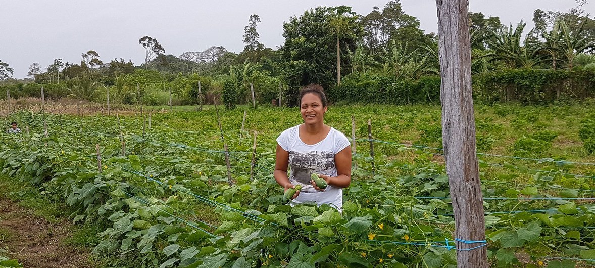 L'agriculture représente une part importante de l'économie au Suriname.