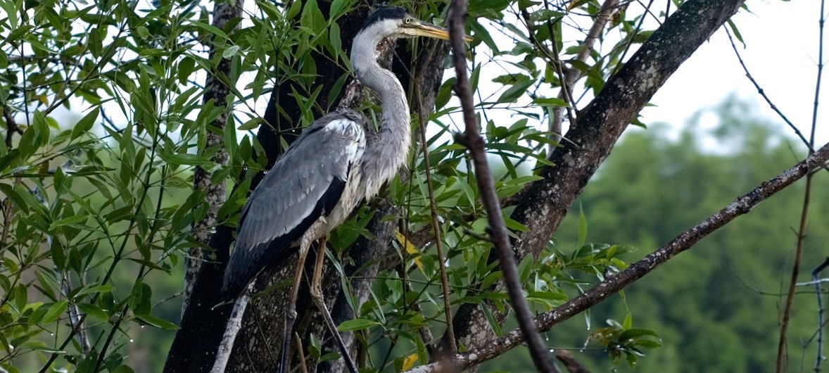 Les forêts couvrent 93% de la superficie du Suriname et sont riches en biodiversité.