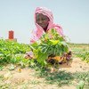 Une femme au Mali prend soin d'un jardin communautaire dans le cadre d'un projet du Programme alimentaire mondial (PAM).