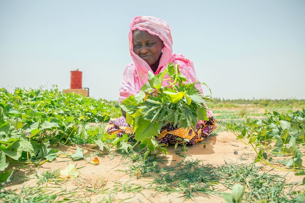 Une femme au Mali prend soin d'un jardin communautaire dans le cadre d'un projet du Programme alimentaire mondial (PAM).
