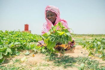 سيّدة في مالي تقوم بالعمل في حديقة تابعة للمنطقة السكنية وهي جزء من بناء المشاريع التي ينفذها برنامج الأغذية العالمي.