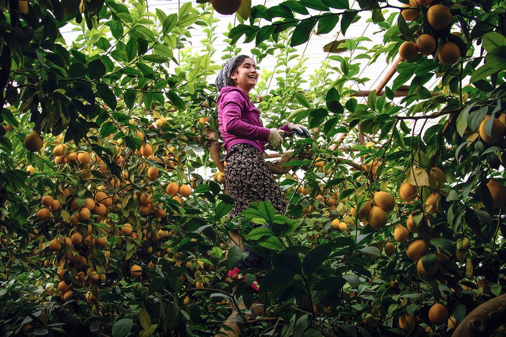 在联合国开发署的帮助下，塔吉克斯坦的农民在温室内种植柠檬和其他经济作物。