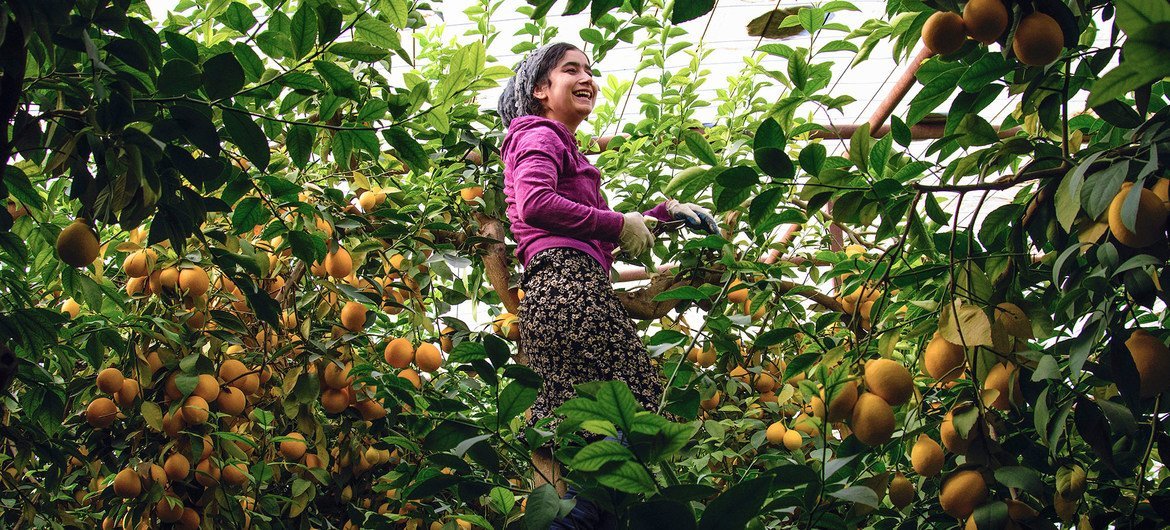 在联合国开发署的帮助下，塔吉克斯坦的农民在温室内种植柠檬和其他经济作物。