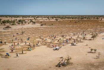 El cambio climático es el mayor desafío a los derechos humanos. Las comunidades agrícolas de Senegal restauran tierras degradadas para contrarrestar los efectos del cambio climático.