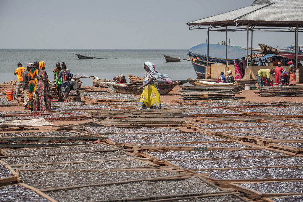 El pescado se seca al sol en un lugar de desembarco en Kigoma (Tanzania).