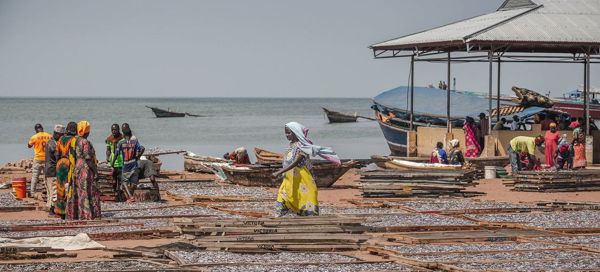 Fish is sun dried at a landing site in Kigoma, Tanzania.