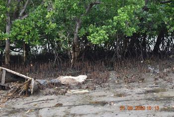 Los manglares de la ciudad keniana de Vanga, en el condado de Kwale, son criaderos de peces.