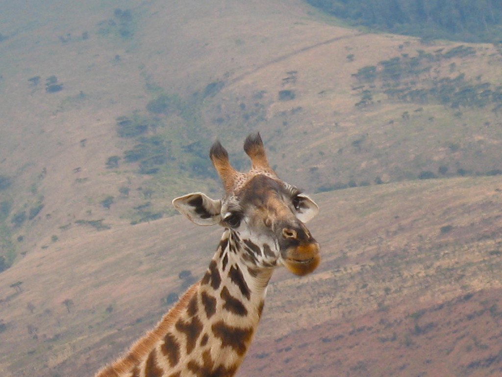 Una girafa en el norte de Tanzania.