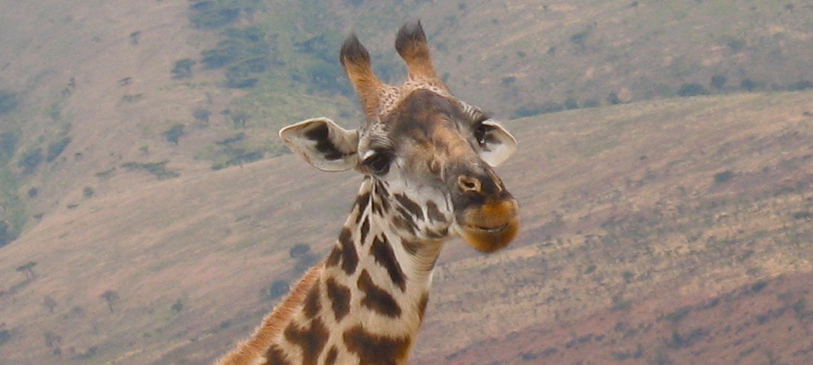 Uma girafa no norte da Tanzânia.