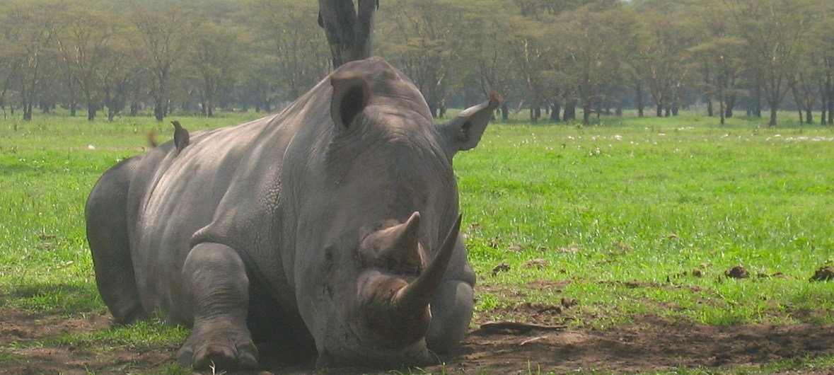 Un rinoceronte negro descansa en la Reserva natural de Selous en Tanzania