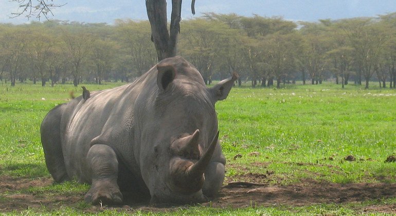 Un rinoceronte negro descansa en la Reserva natural de Selous en Tanzania