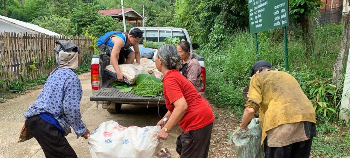 清莱省一个村庄的妇女正在称量从本地竹林内收集的竹笋以备销售。