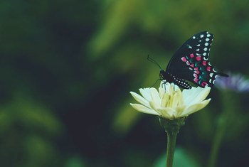 Un papillon récolte le nectar d'une fleur.