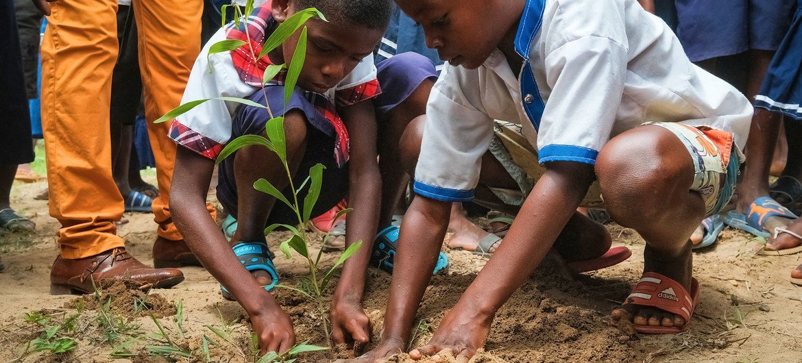 1 milhão de árvores foram  replantadas em projeto de reflorestação na RD Congo. 