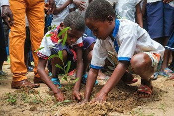 تمت زراعة مليون شجرة في إطار جهود استعادة الأشجار في جمهورية الكونغو الديمقراطية.