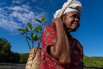 Comunidades agrícolas no Timor-Leste tentam recuperar prejuízos após ciclones 