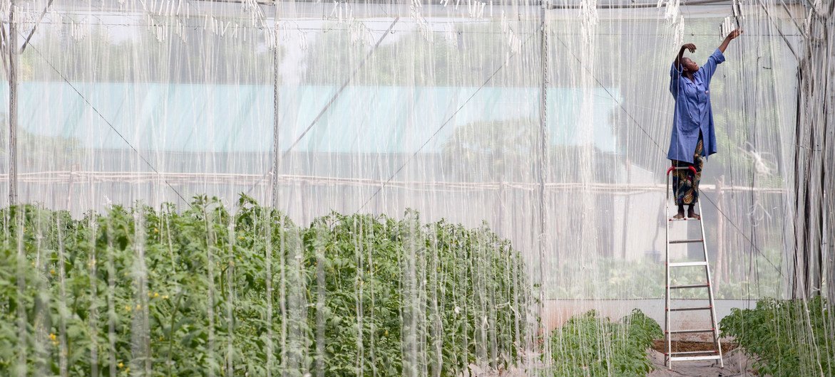 A woman in Mali works in a greenhouse which is pioneering substantial agricultural techniques close to the capital, Bamako.  