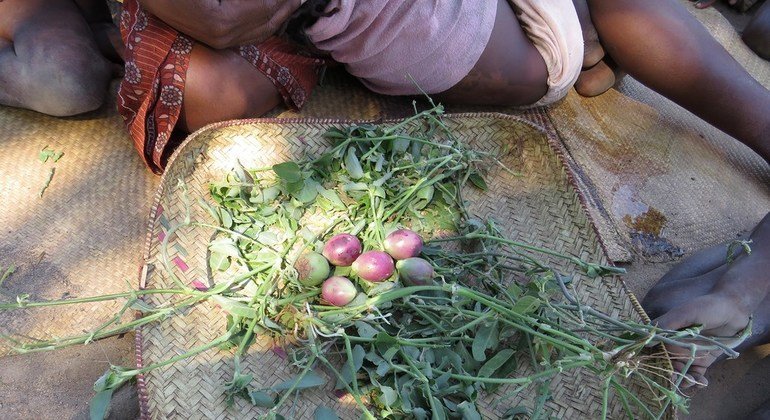 Famine en Afrique : l’Éthiopie et Madagascar au niveau d’alerte maximum (FAO et PAM)